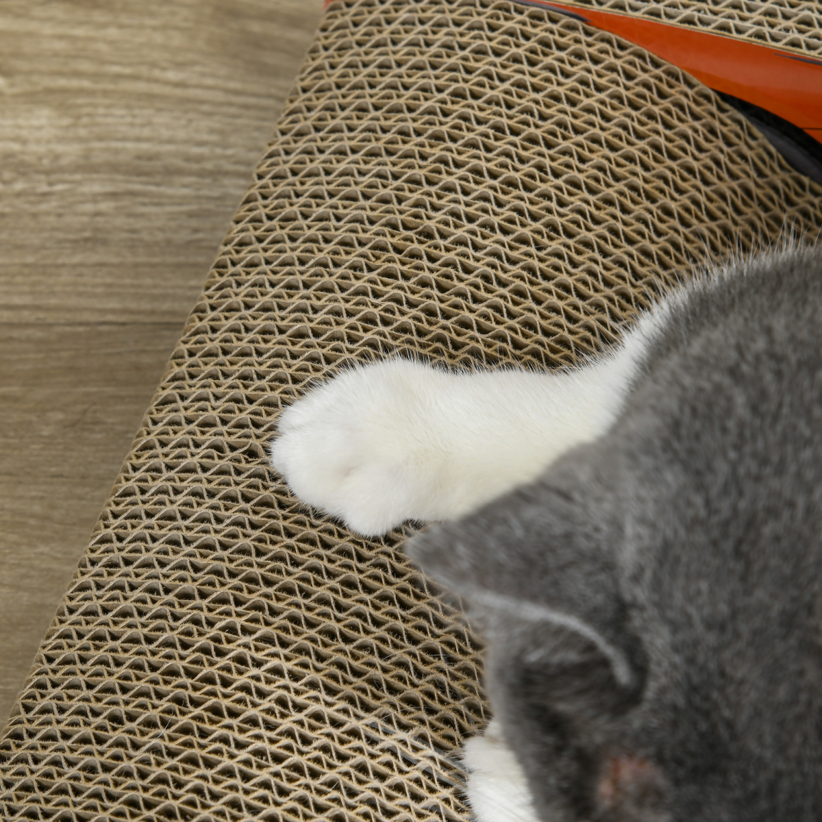 Cat Scratcher Race Car
