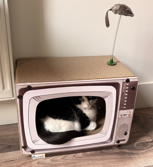 Cat sitting inside a retro-style television on a wooden floor.