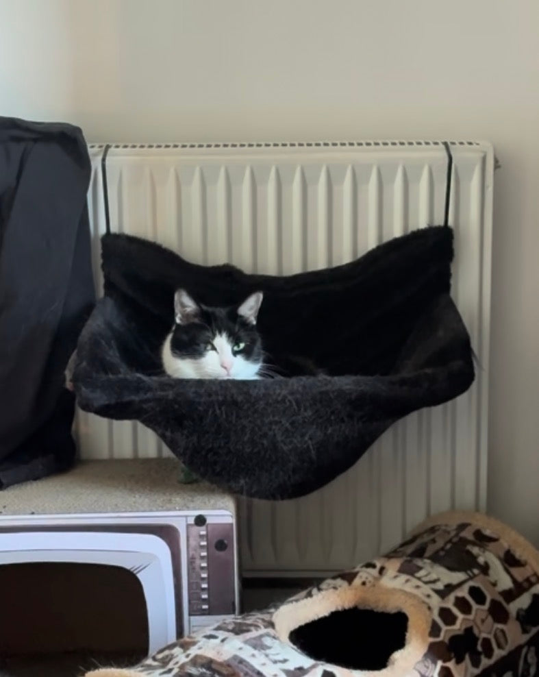Cat in a black hammock on a radiator with a blanket and pet bed in the foreground.